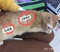 b超能看出猫传腹吗(猫咪照b超可以看出小猫的数量吗)