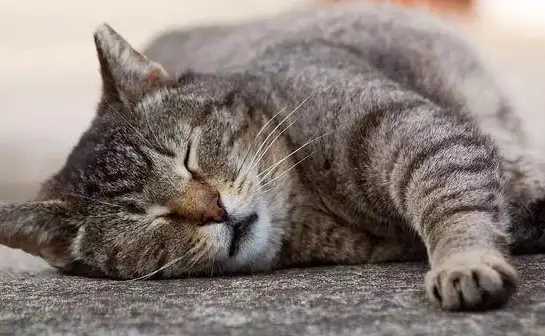 猫咕咕的声音是怎么回事(猫咕咕的声音是怎么回事啊)