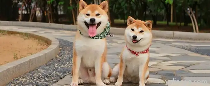 秋田犬跟柴犬(秋田犬跟柴犬哪个好)