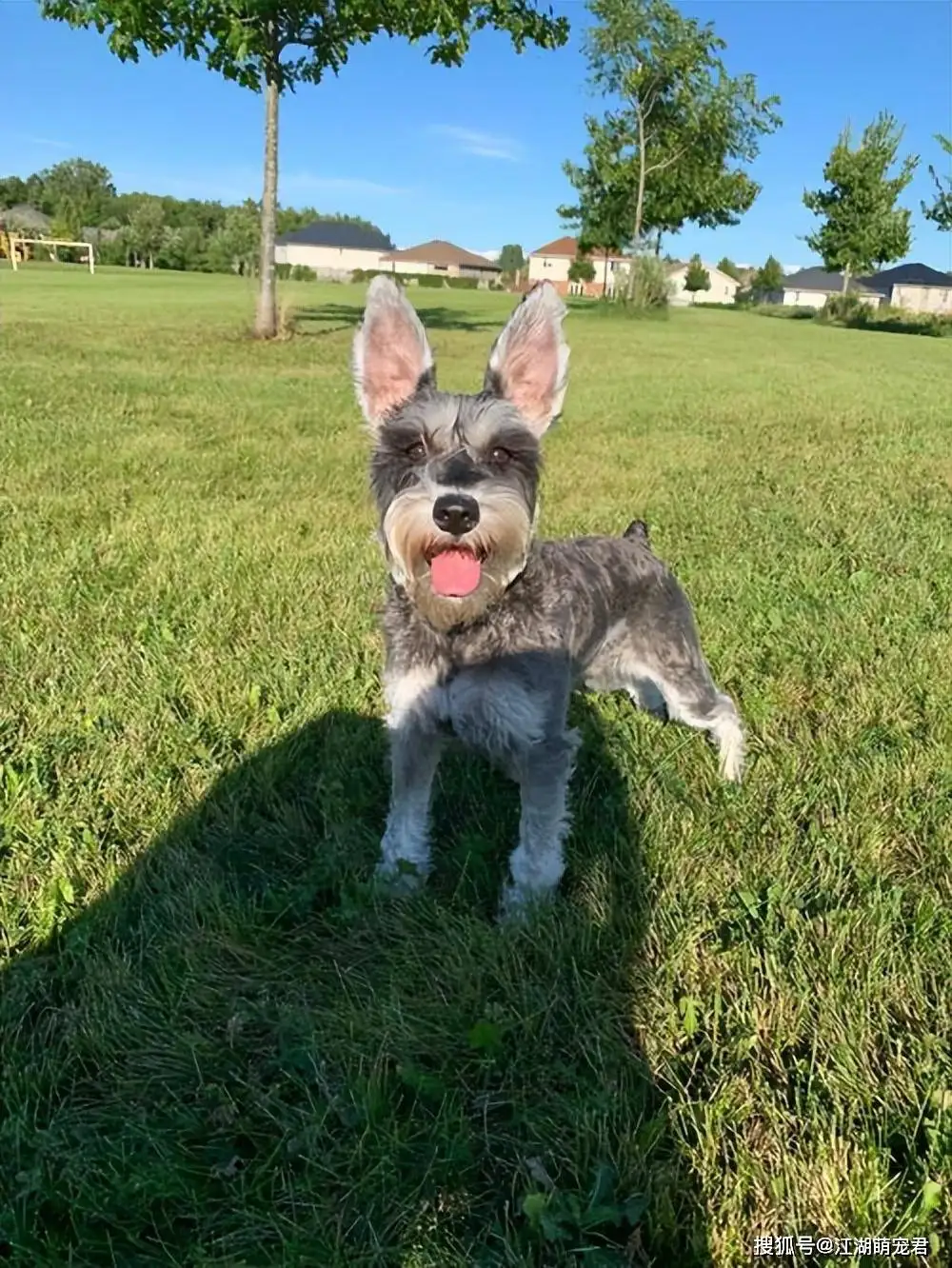 养狗的十大好处(十大最听话的狗排名小型犬)