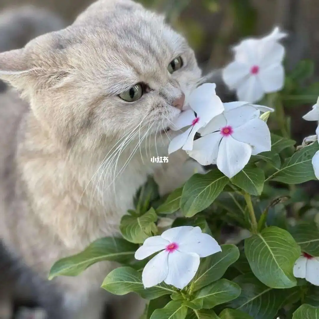 养猫咪不能养什么花(养猫咪不可以养什么植物)