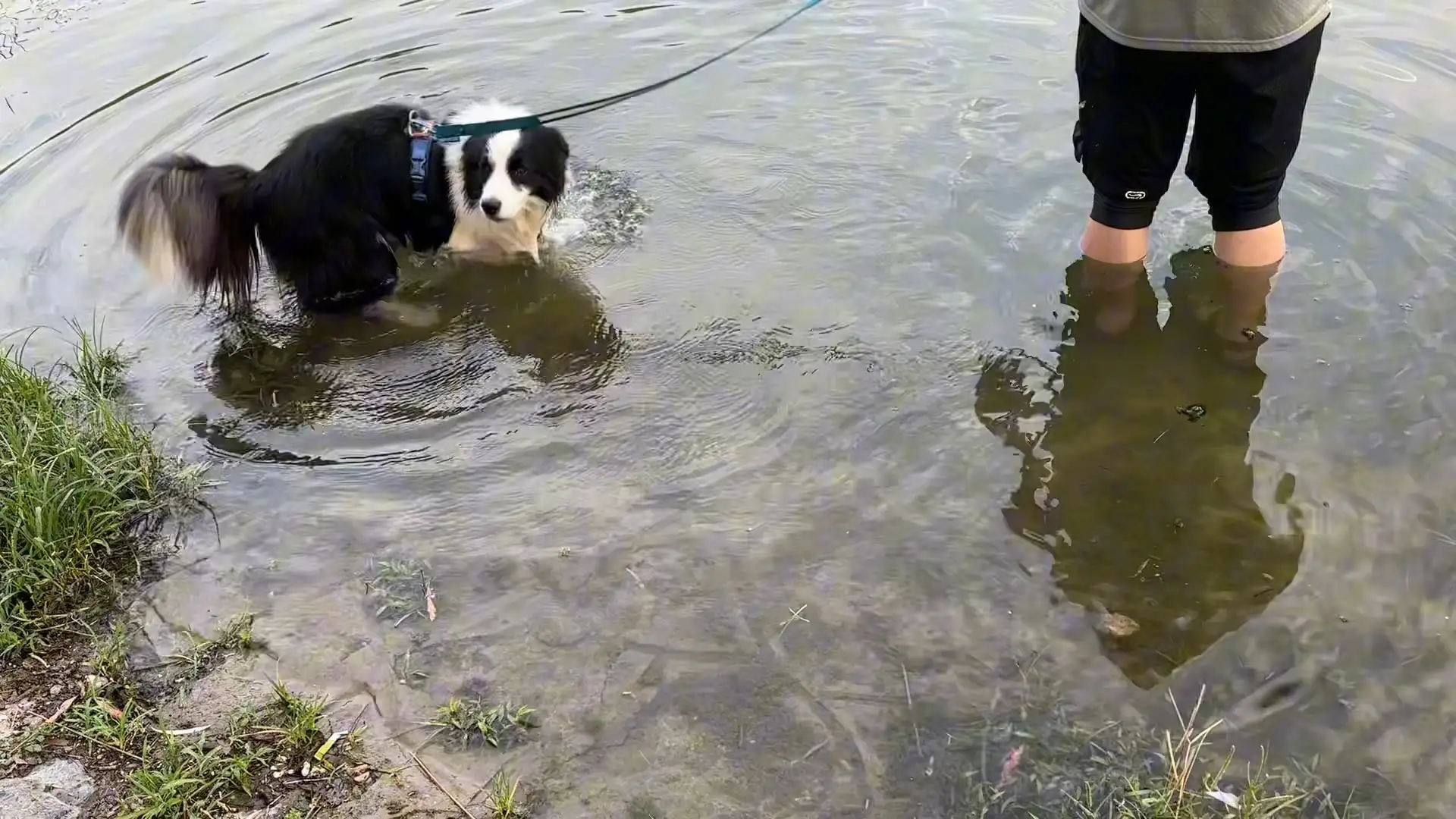 边牧犬多少钱一只小犬(边牧犬多少钱一只幼崽纯种)