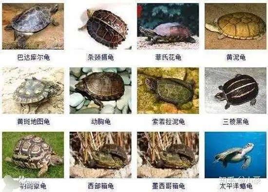 乌龟的介绍和特点(乌龟的介绍和特点作文5年级)