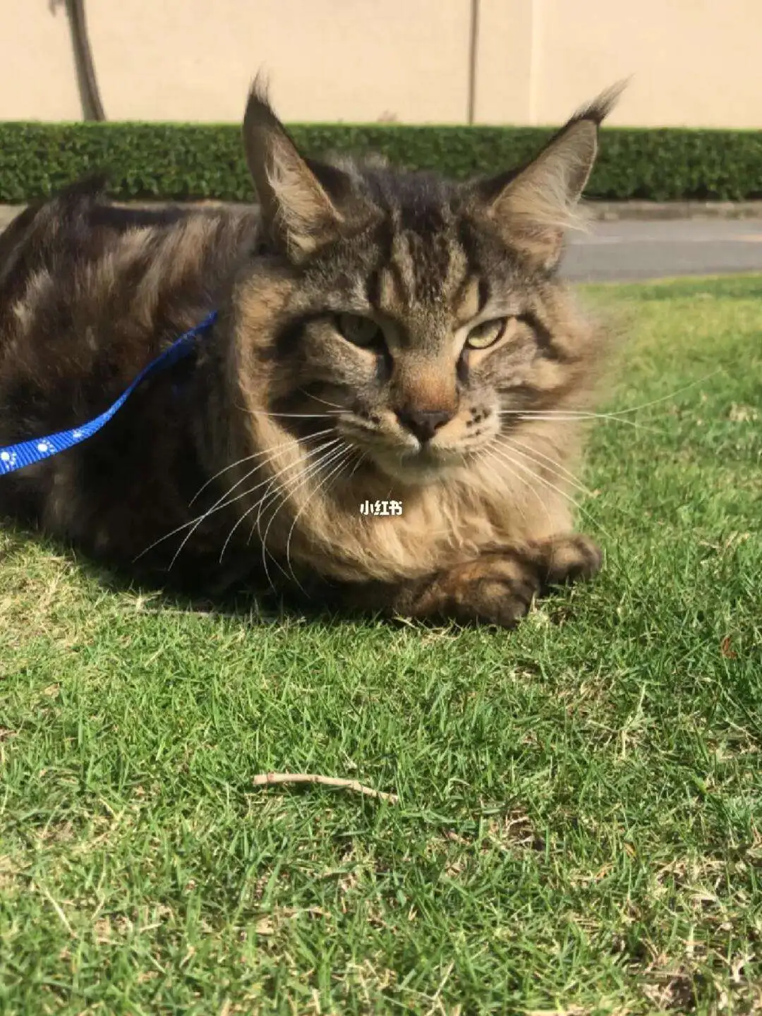 缅因猫遛猫(缅因猫 遛猫)