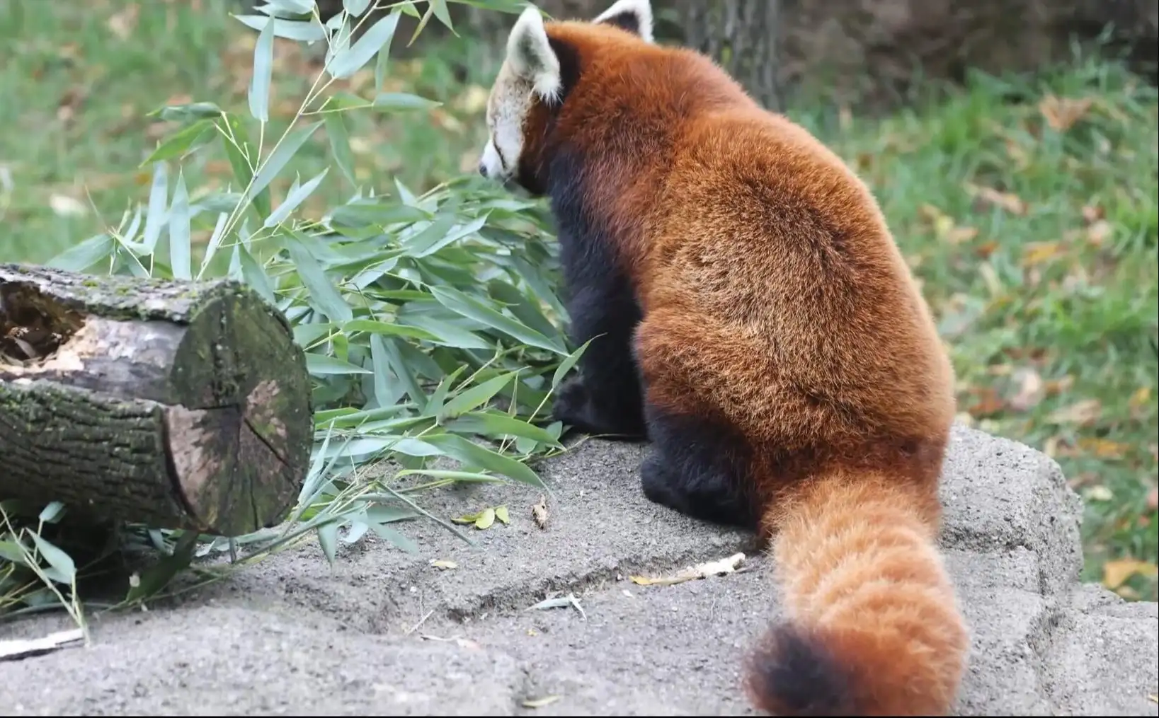 熊猫的尾巴有什么作用(熊猫的尾巴有什么作用一年级)