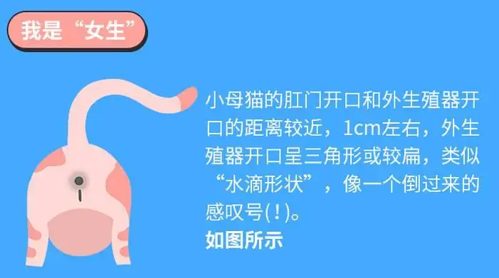 猫叫样子是公猫叫还是母猫叫(猫叫样子是公猫叫还是母猫叫呢)