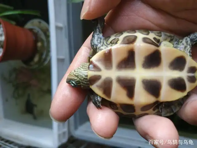 花龟杂交品种(花龟是杂交的吗)