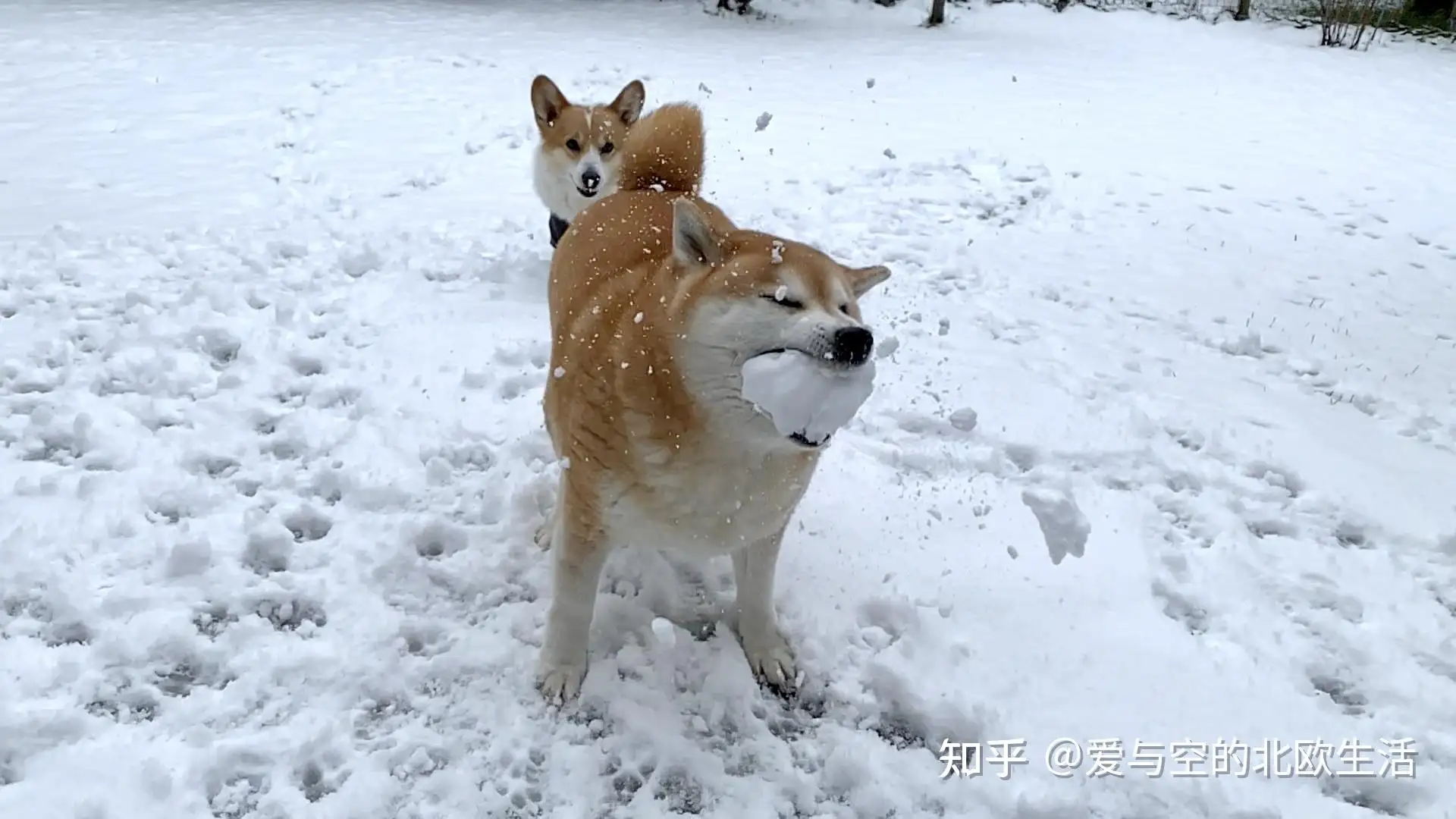 柴犬和柯基(柴犬和柯基哪个贵)