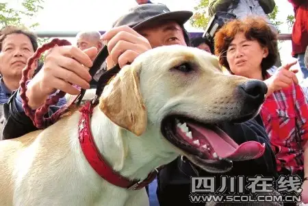 如何正确饲养宠物(如何正确饲养宠物猫)