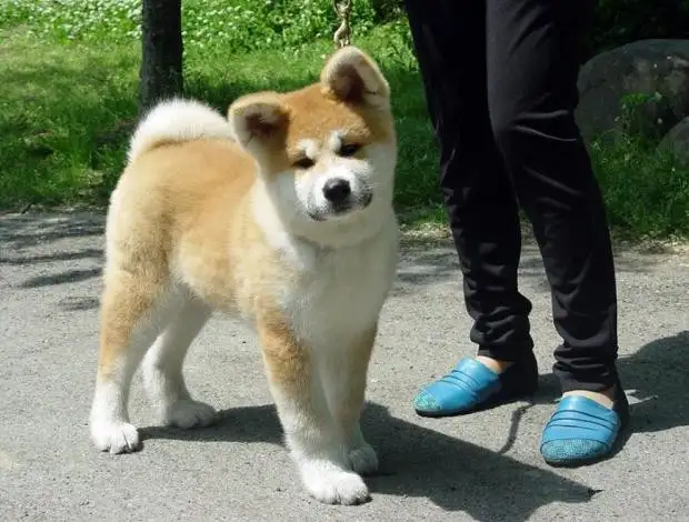 一只秋田犬多少钱(正宗秋田犬一只大概多少钱)