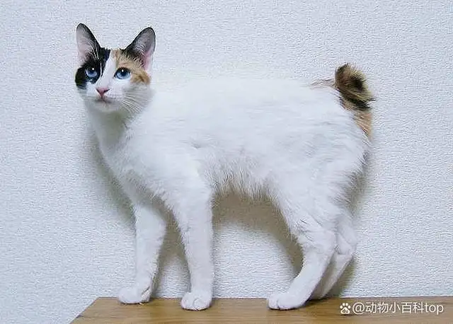 猫都有什么品种的(猫都有什么品种的猫)