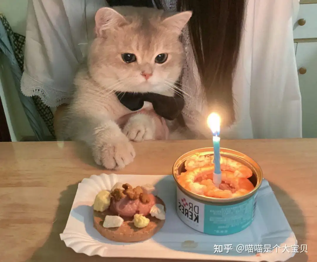 猫的寿命长还是狗的寿命长呢(猫的寿命长还是狗的寿命长呢视频)