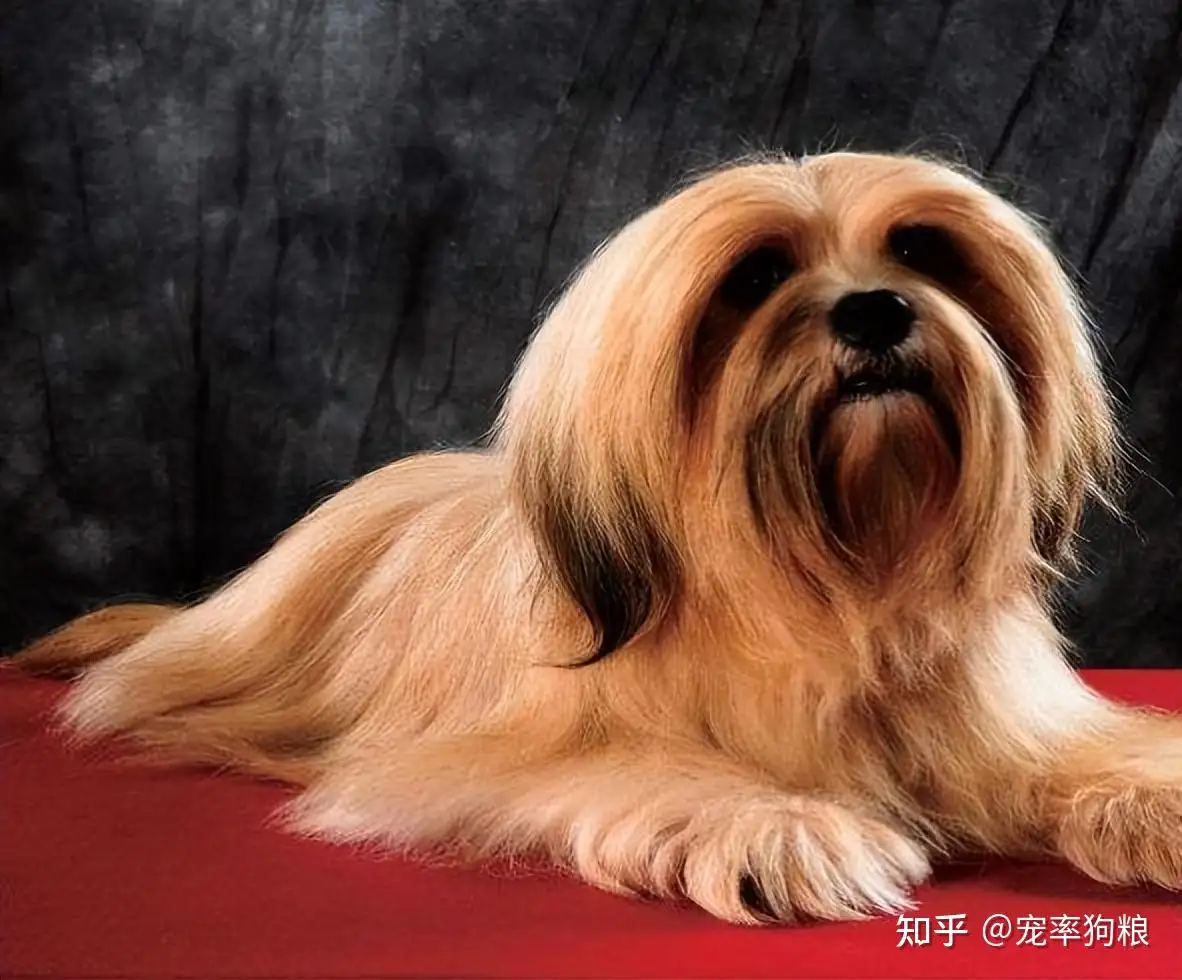 西藏小型犬(西藏小猎犬多少钱一只)