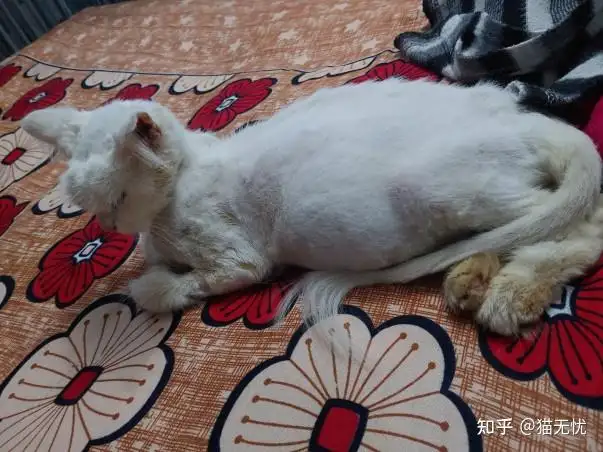 猫传腹快死是什么样子(猫传腹快死的时候有什么征兆)