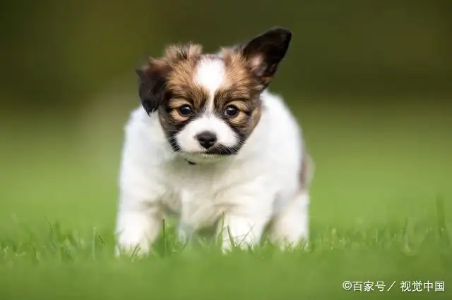 小型温顺好养的宠物犬(小型温顺好养的宠物犬有哪些)