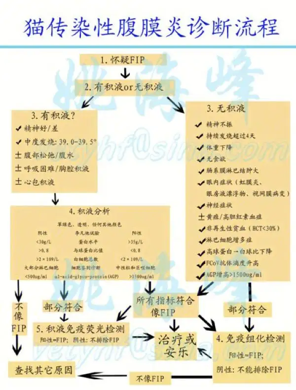 猫得个传腹的治疗方法(猫患传腹如何减轻后期的痛苦)