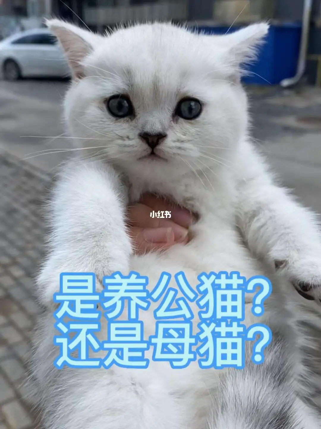 养猫养公猫好还是母猫(养猫养公猫好还是母猫好)