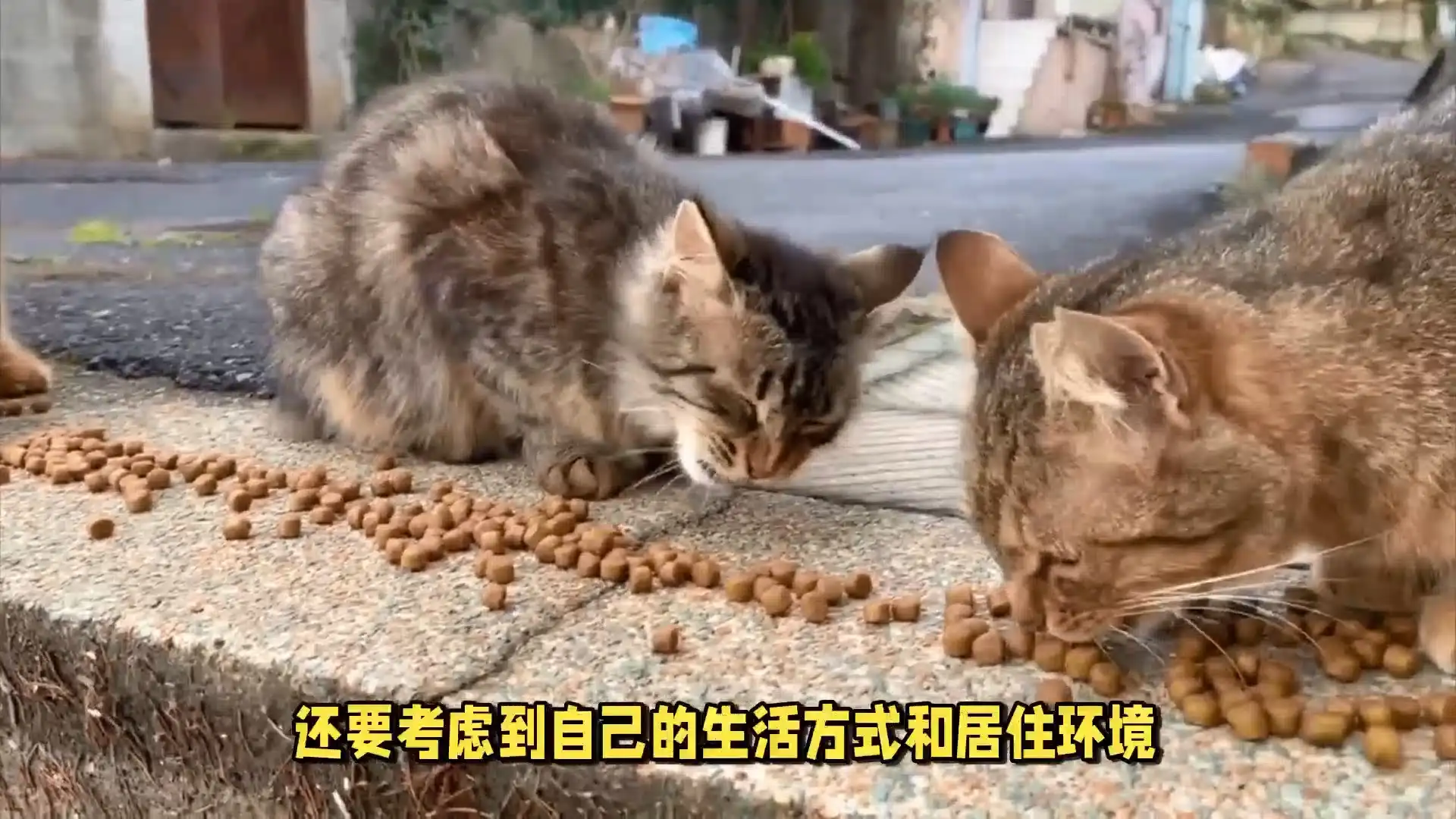 养猫养公猫好还是母猫(养猫养公猫好还是母猫好)