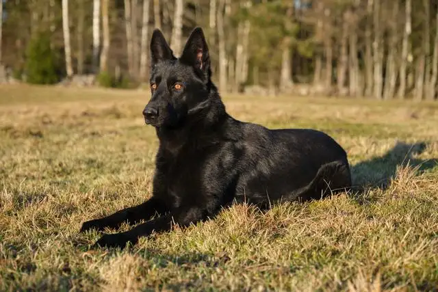 纯种黑狼犬幼犬多少钱一只(纯种黑狼犬幼犬多少钱一只幼崽)