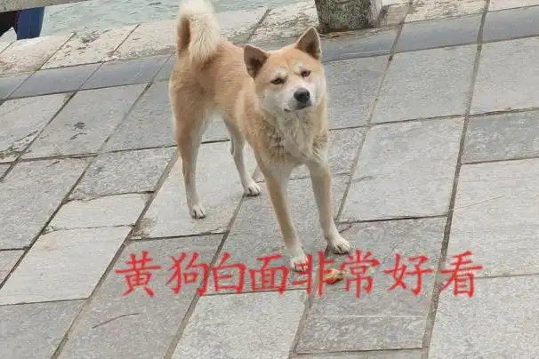 中华田园犬黄毛白面(中华田园犬黄毛白面都有那些品种)