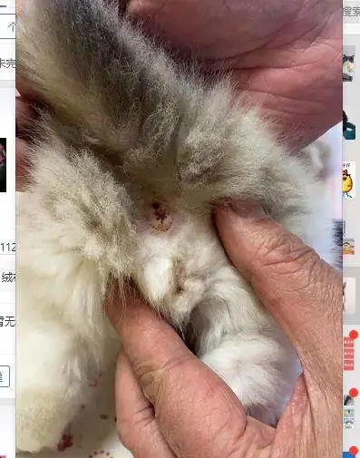 猫买公猫好还是母猫好(宠物猫买公猫好还是母猫好)