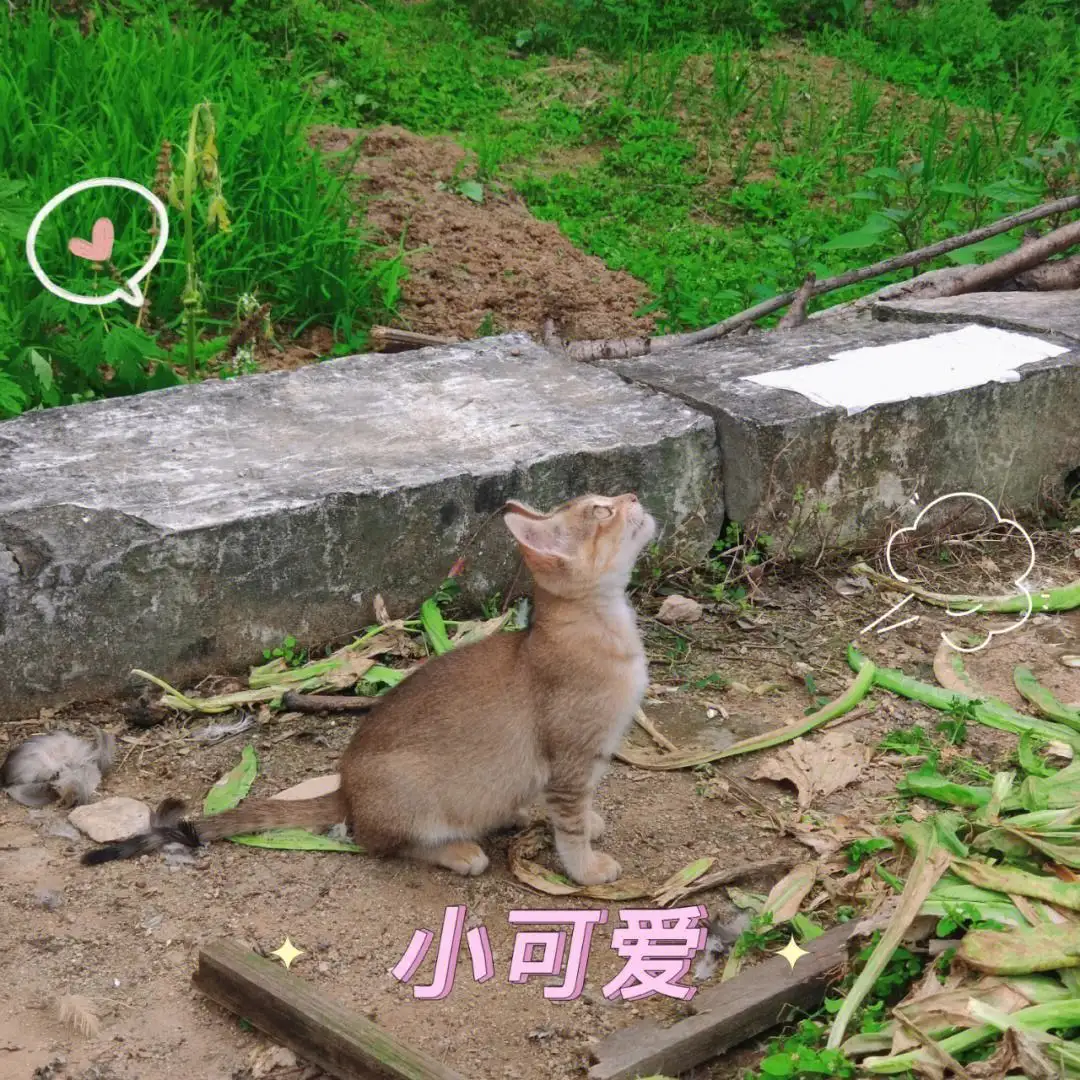 猫咪散养好还是家养好(猫咪散养好还是关家里好)