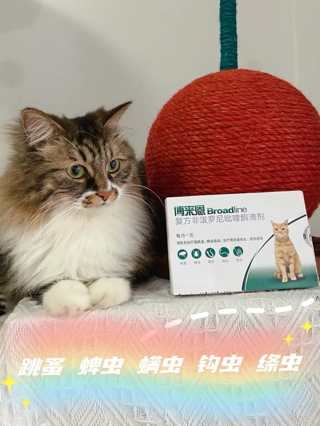 猫咪一般几个月驱虫(猫咪一般几个月驱虫比较好)