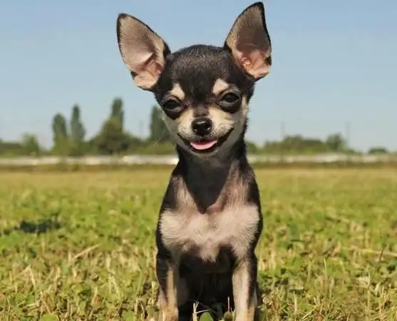 世界十大小型犬排名(世界十大小型犬排名图片)