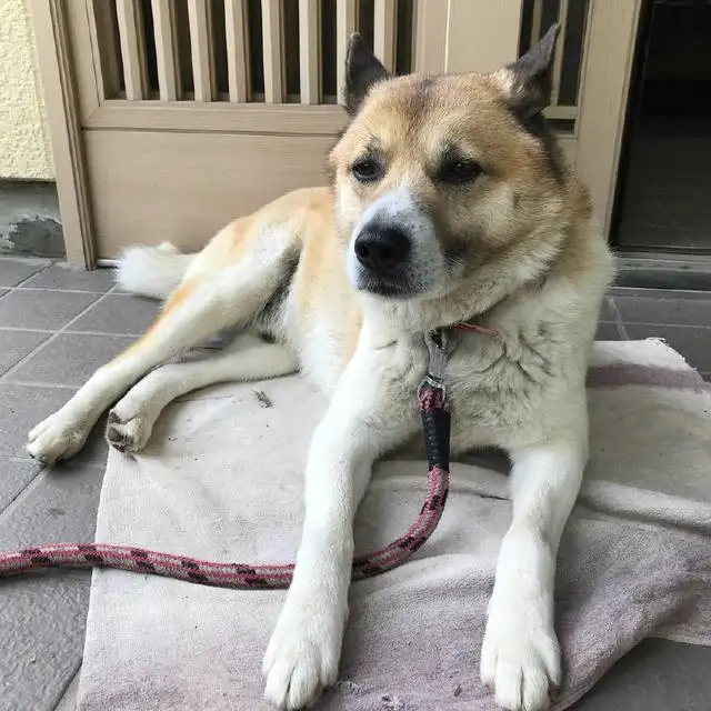 中华天田园犬是土狗吗(中华田园犬是不是土狗的意思)