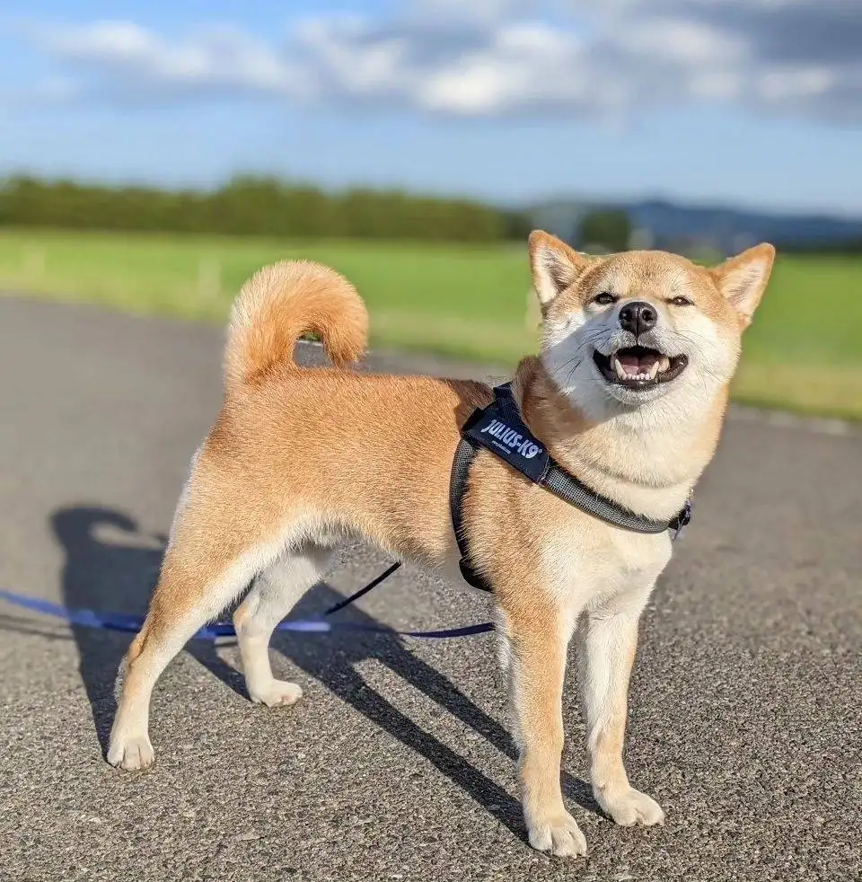 秋田犬是柴犬(秋田犬是柴犬品种吗)