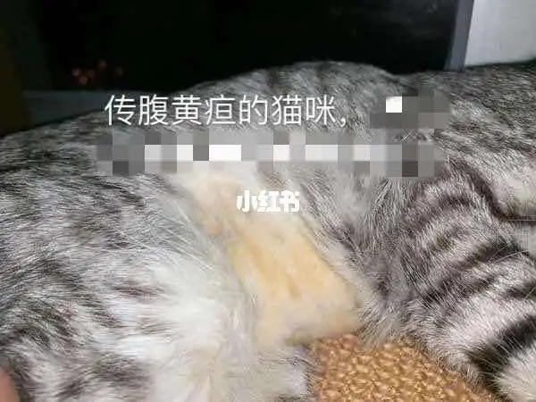 猫猫得猫传腹的症状(猫得猫传腹是什么原因)