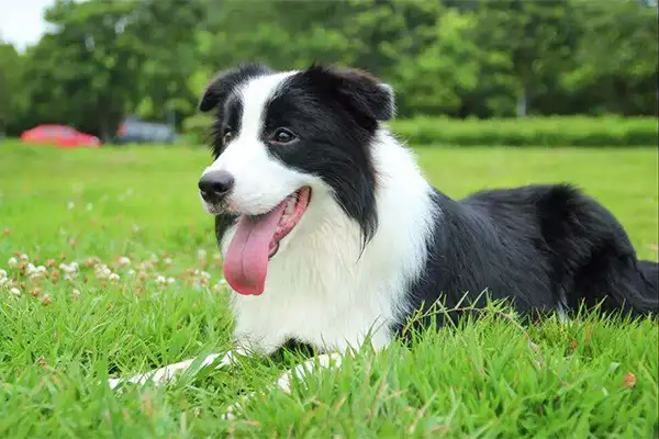 智商高的狗狗排名小型犬(智商比较高的小型犬有哪些)