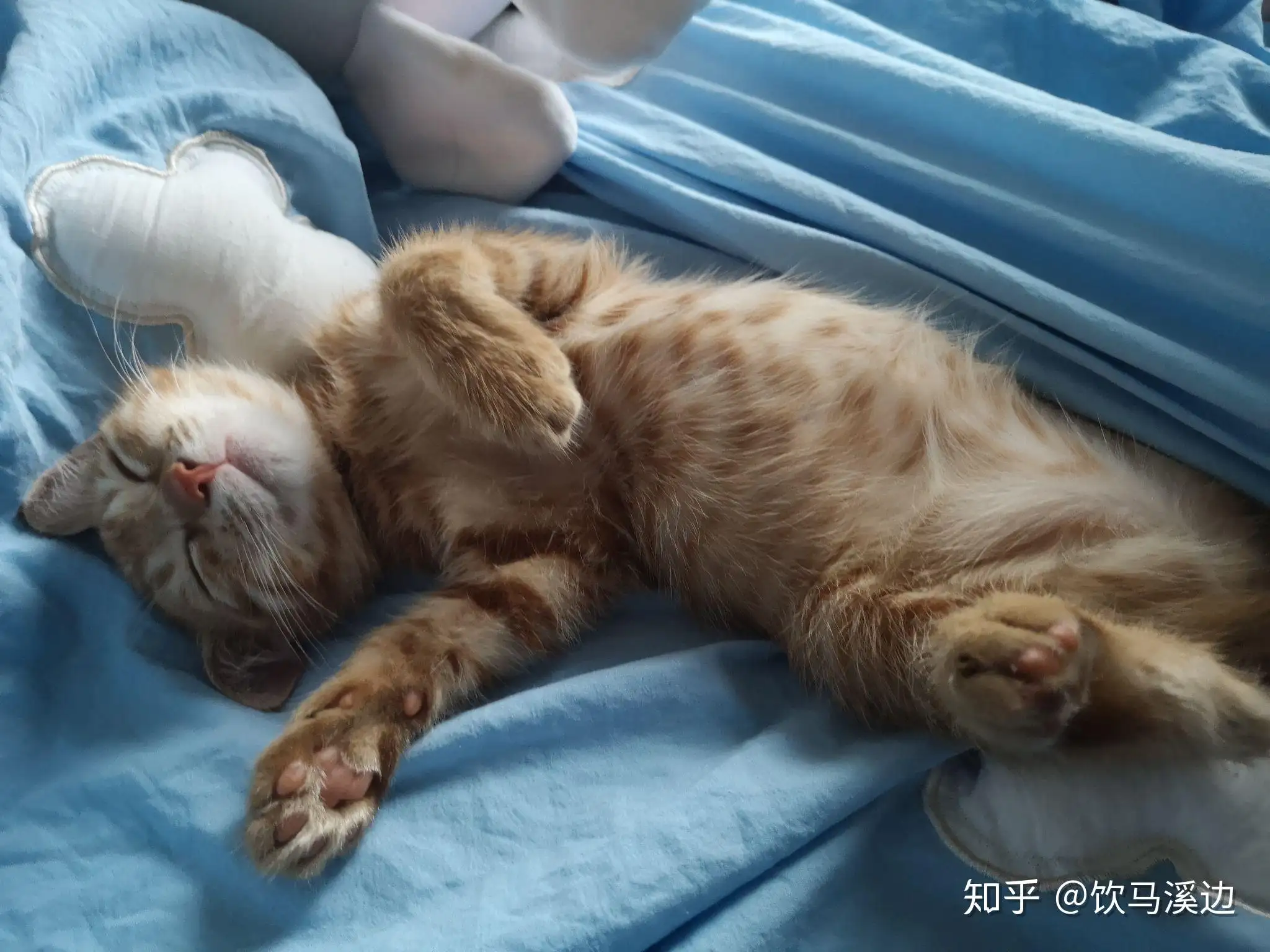 猫进家里好吗(猫进家里好吗?)