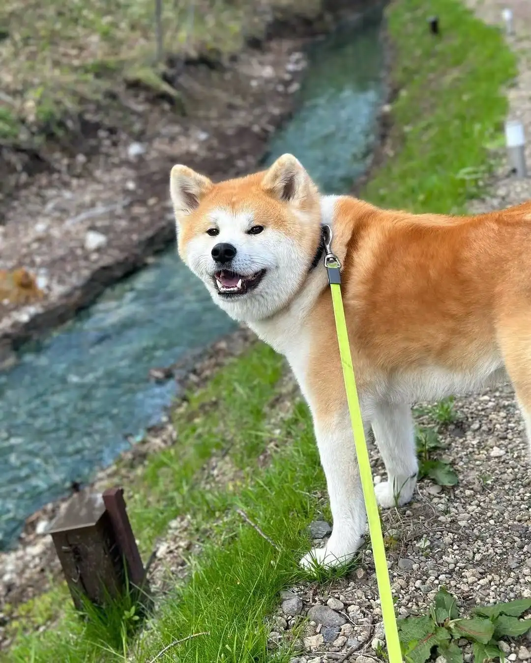 秋田犬大还是柴犬大(秋田和柴犬哪个大一些)