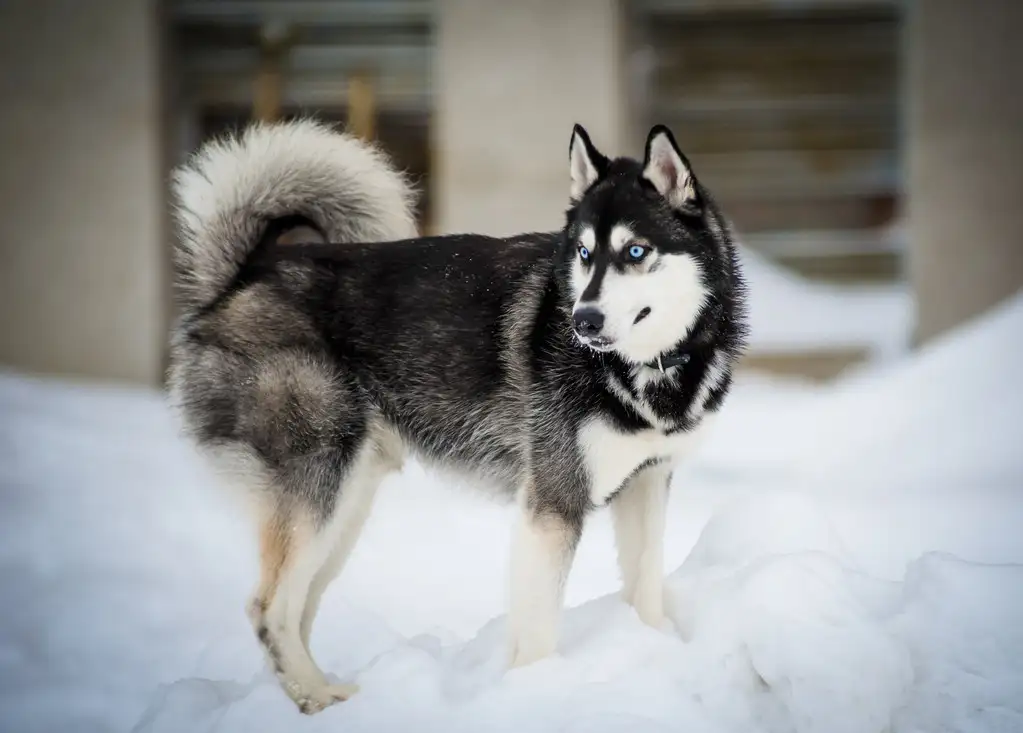 雪橇犬哈士奇多少钱(雪橇犬哈士奇多少钱一只幼犬)