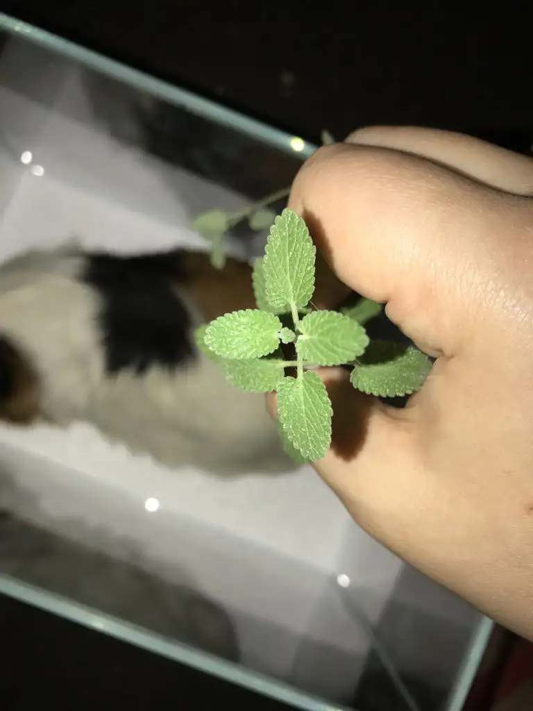 猫喜欢猫薄荷(猫喜欢猫薄荷狗喜欢什么)