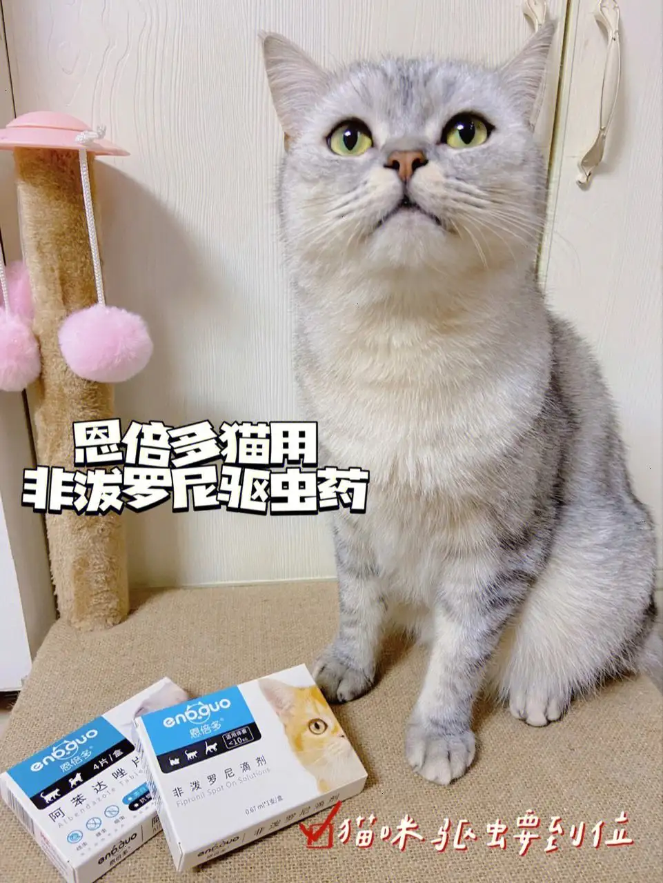 猫咪需要体内驱虫(猫咪需要体内驱虫多久)