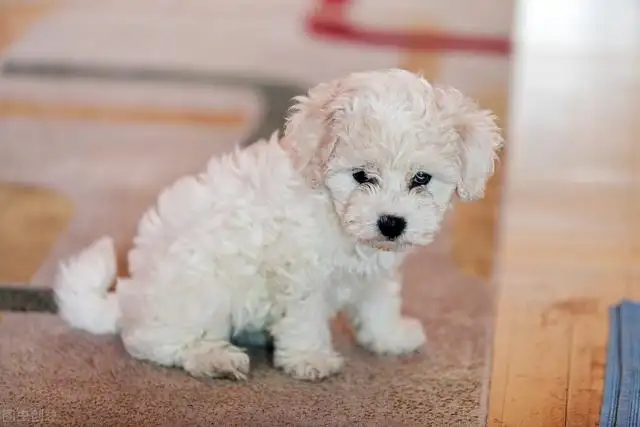 比熊幼犬怎样养(比熊幼犬养的注意事项)