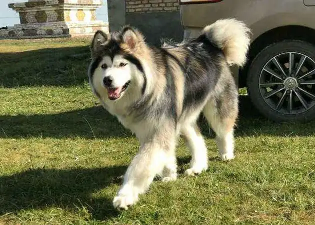 阿拉斯加犬多少钱一只大型犬(阿拉斯加犬多少钱一只大型犬黄色的)