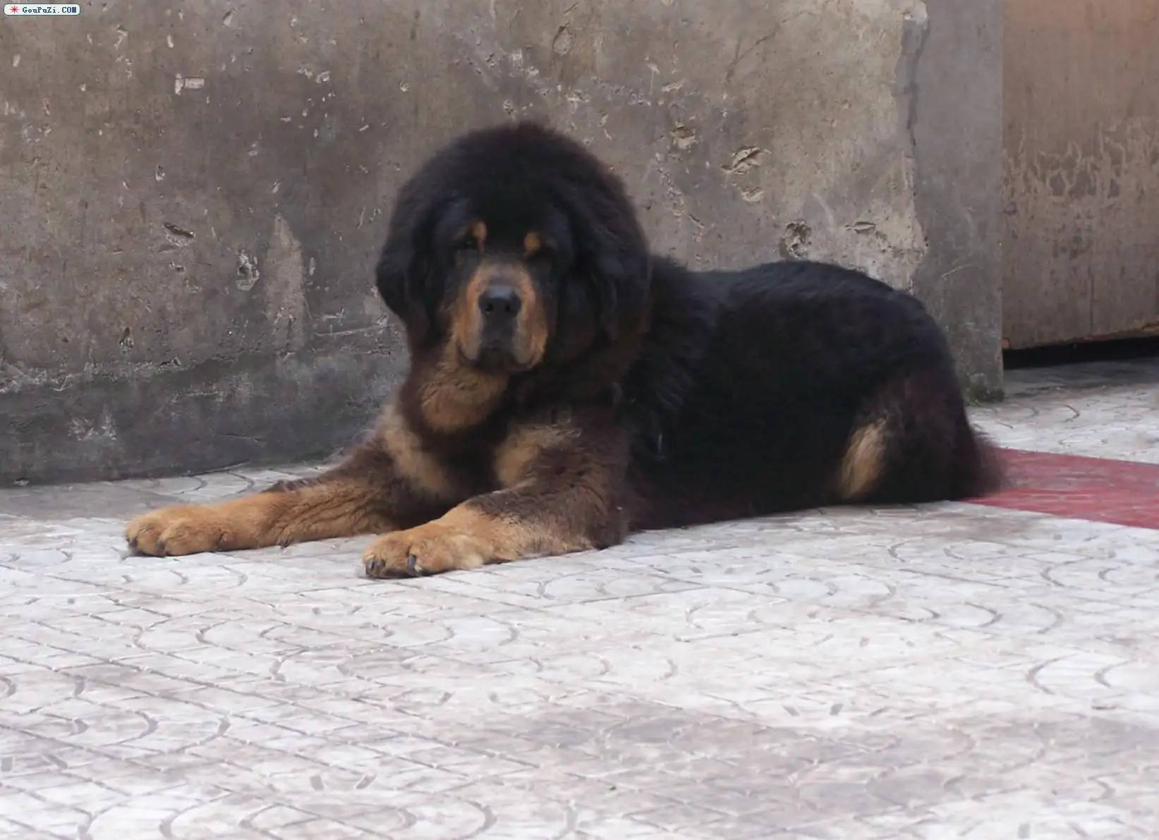 一只藏獒幼犬大概多少钱(藏獒多少钱一只纯种藏獒幼犬多少钱一只)