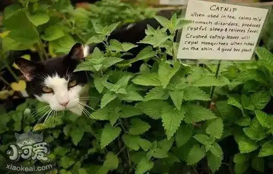 猫喜欢猫薄荷(猫喜欢猫薄荷狗喜欢什么)