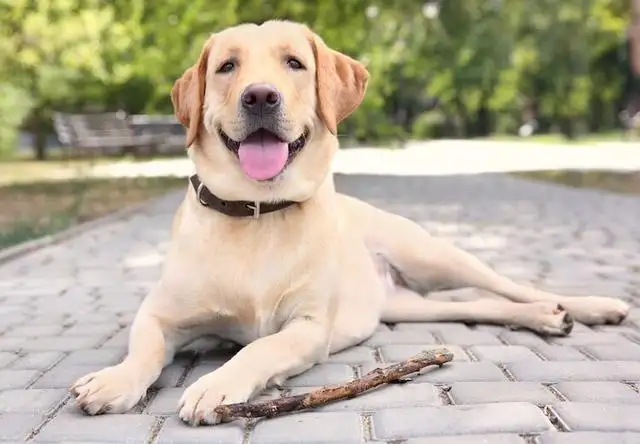 养拉布拉多犬好吗(养拉布拉多犬好不好)