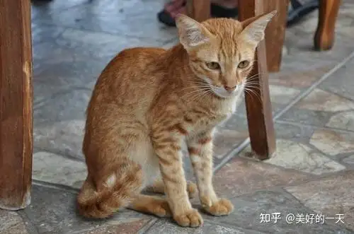 一只宠物猫的寿命(一只猫的年龄能活多少年)