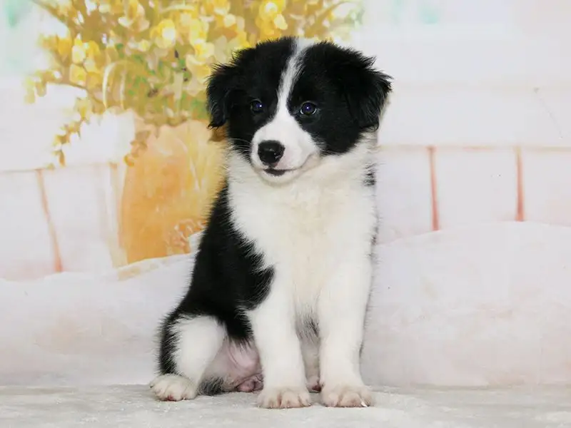 边境牧羊幼犬一只多少钱(边境牧羊犬幼崽一只一般多少钱)