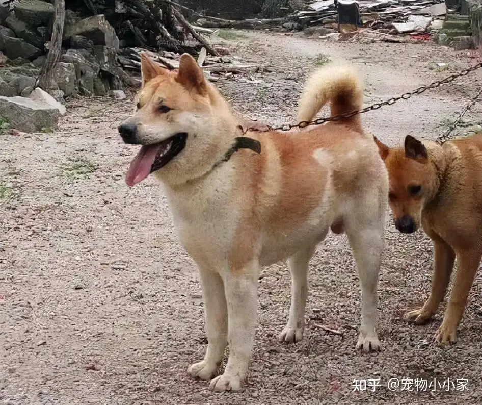 土狗叫中华田园犬(土狗中华田园犬是什么样子的)