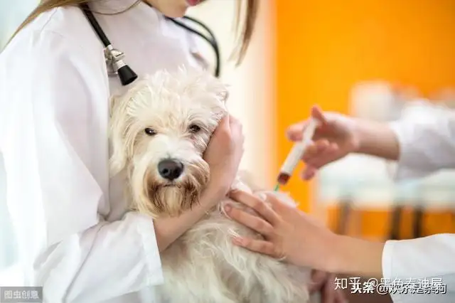 犬感冒发烧(犬感冒发烧流鼻涕吃什么药)