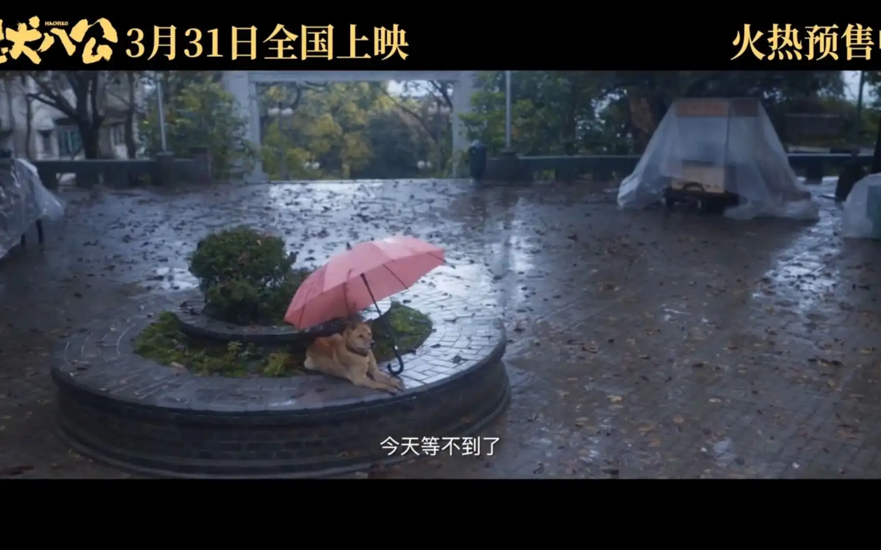 忠犬八公预告(忠犬八公剧情简介)