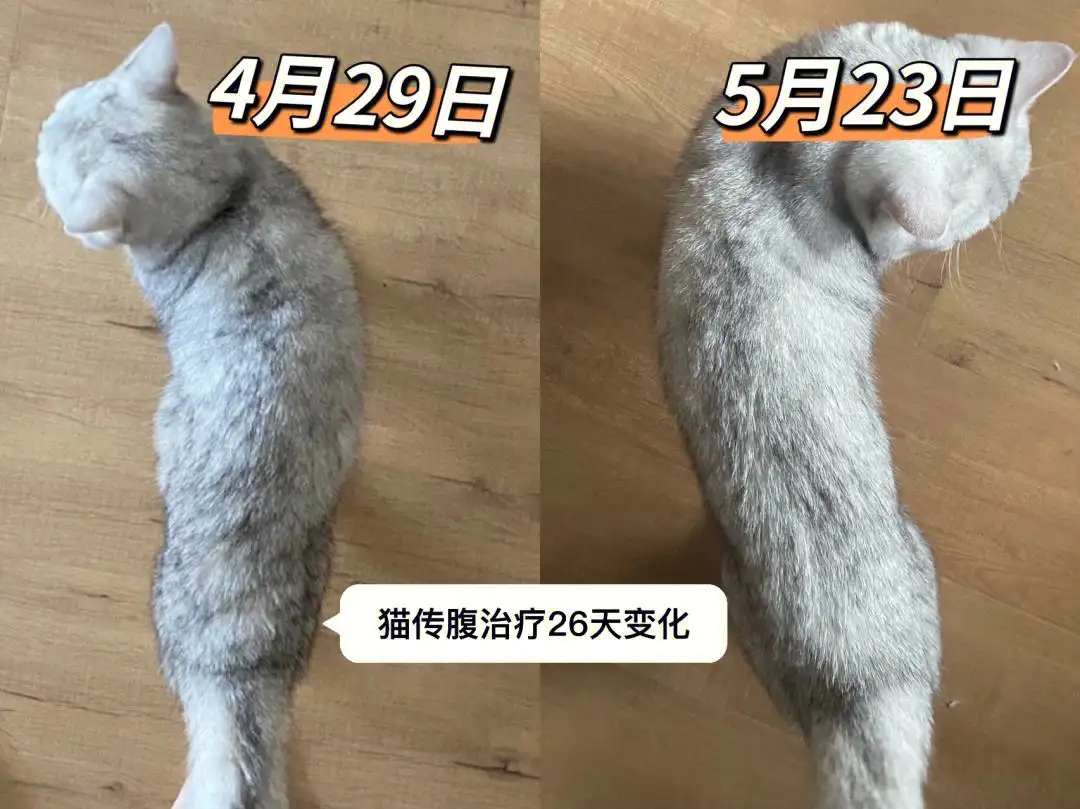 猫传腹前期(猫传腹前期吃什么药)