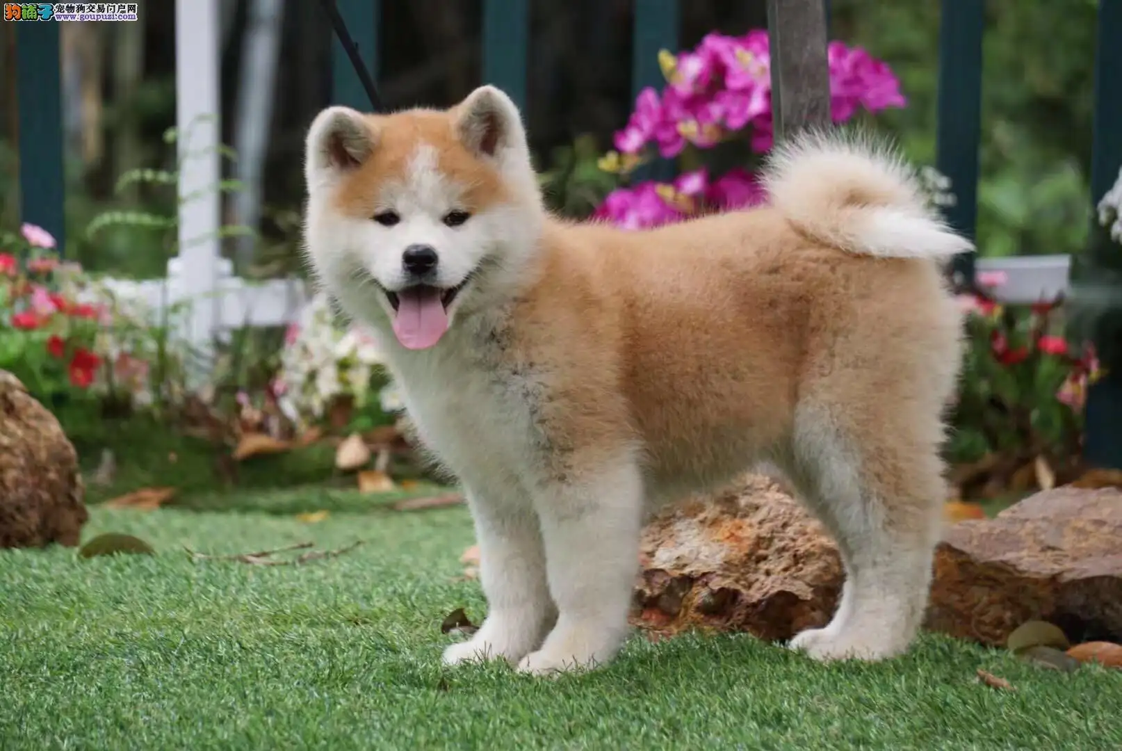 秋田犬资料(秋田犬优缺点及适合人群)