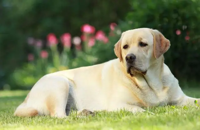 如何养好拉布拉多幼犬(拉布拉多幼犬怎么养最好)